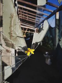 Close-up of yellow flowering plant by window