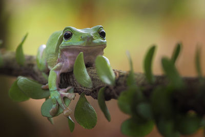 Close-up of lizard