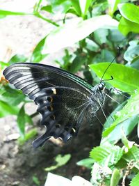 Close-up of butterfly on leaf