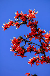 Low angle view of autumnal tree against clear blue sky