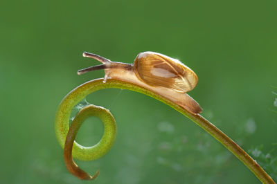 Close-up of snail on plant