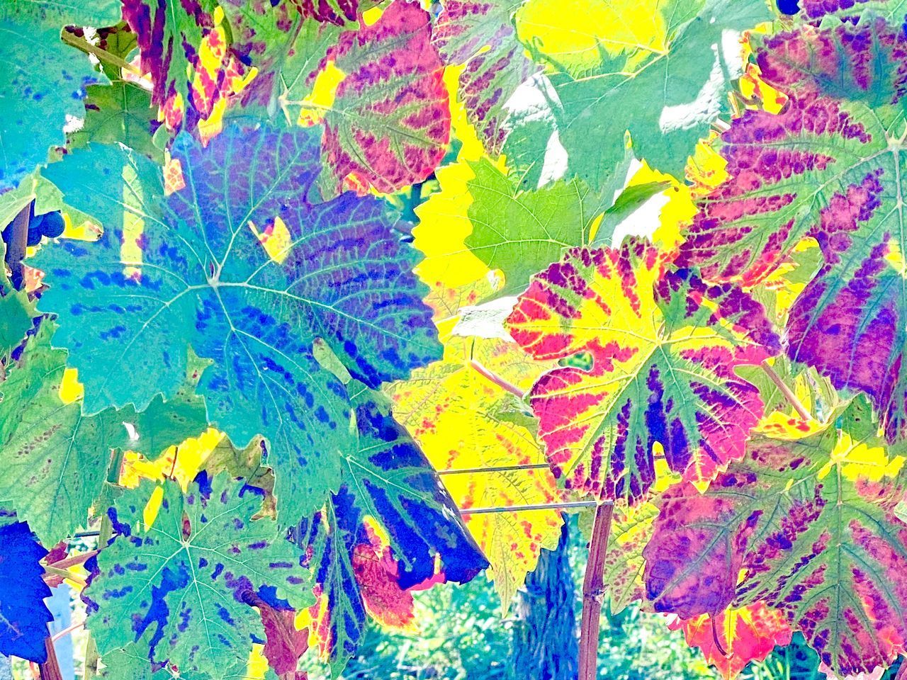 FULL FRAME SHOT OF COLORFUL LEAVES