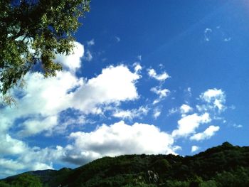 Low angle view of trees against sky