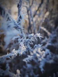 Close-up of ice on branch