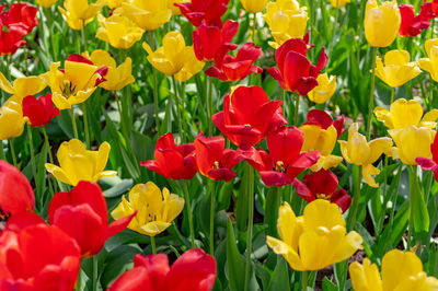 Close-up of yellow tulips in field