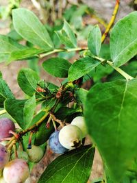 Close-up of fruits growing on plant