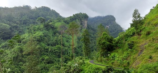 Panoramic view of forest against sky