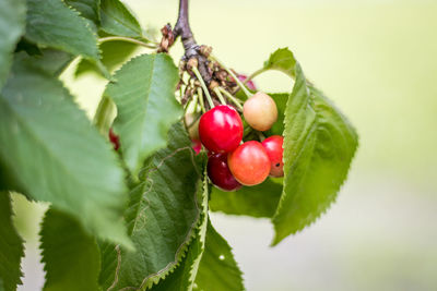 Close-up of red berries growing on tree