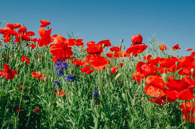 Red poppies in a field in middle of ripe green canola