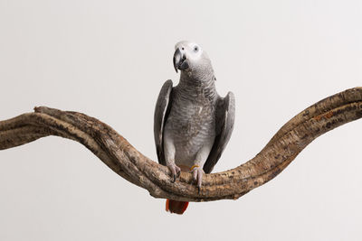 African grey parrot perching on wood against white background