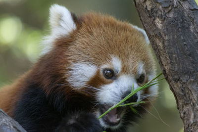 Ailurus fulgens