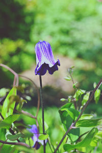 plant