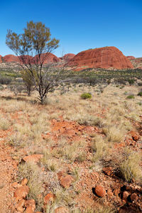 Tree on field against sky