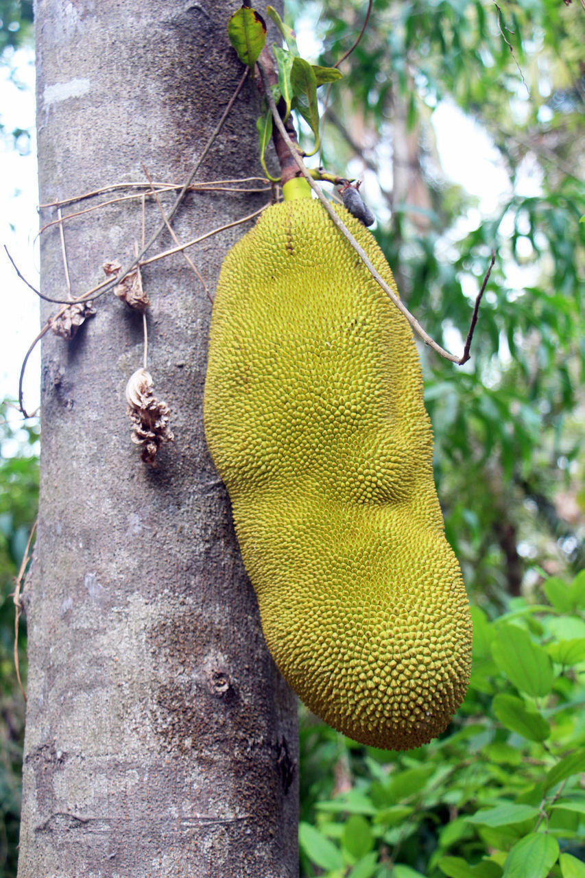 CLOSE-UP OF FRUIT ON TREE