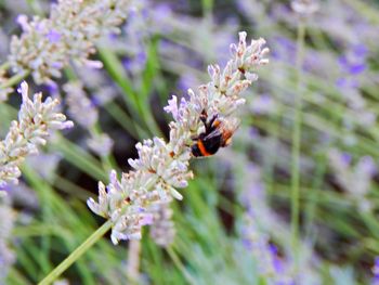 Close-up of bee on purple flower