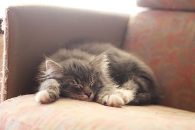 Close-up of cat lying on sofa at home