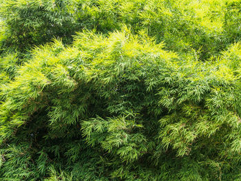 High angle view of fresh green leaves on field