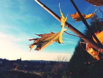 Low angle view of maple leaf against sky