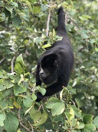 Monkey sitting in a forest