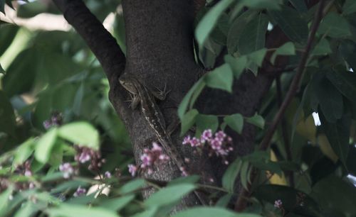 Close-up of butterfly on purple flowering plant
