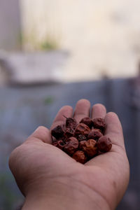 Close-up of hand holding dried jujube on hand outdoors