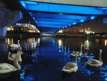 View of ducks in water at night
