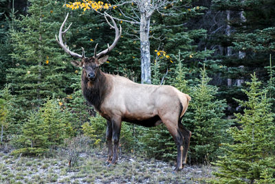 Portrait of deer standing in forest