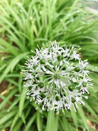 Close-up of flowers blooming outdoors