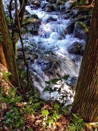 Scenic view of waterfall in forest