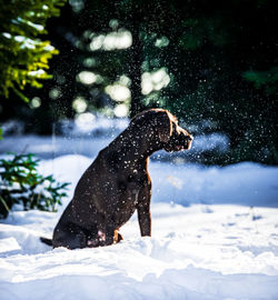 Side view of dog on snow covered land