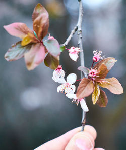 Close-up of hand holding cherry blossom