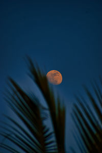 Low angle view of coconut palm tree against sky at night