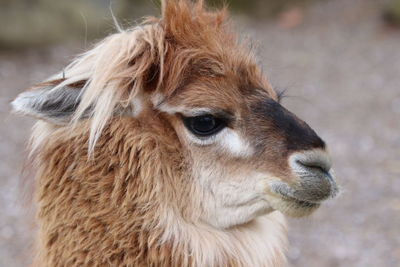 Close-up portrait of a alpaka