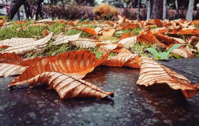 Close-up of leaves