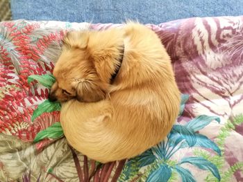 High angle view of dog sleeping on bed