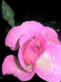 Close-up of water drops on pink rose