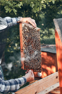 Beekeeper working at farm