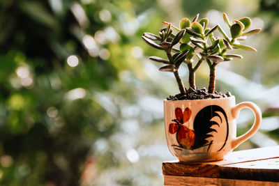 Close-up of potted plant on table