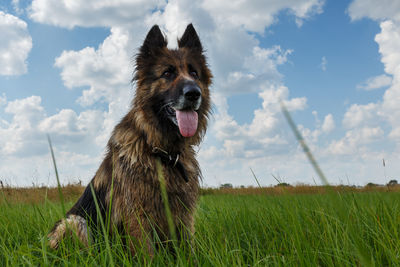 Dog looking away on field