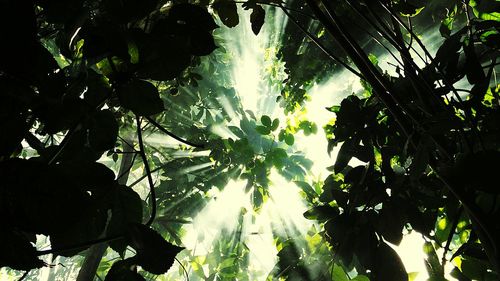 Low angle view of trees