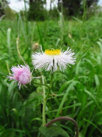 Close-up of white flowering plant on field