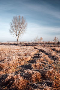 Bare trees on grassy field against sky