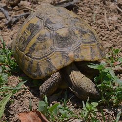 Close-up of turtle in field