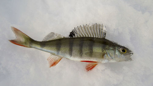 Close-up of fish on white background