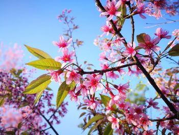 Low angle view of pink flowers against sky