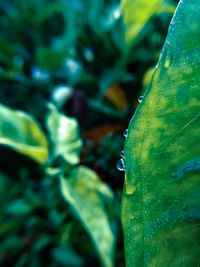 Close-up of raindrops on leaf