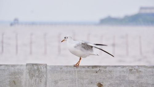 Close-up of seagull perching on wall against sea