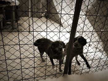 Dog standing on floor