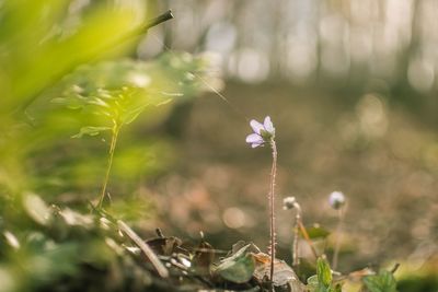 Close-up of flowering plants on land