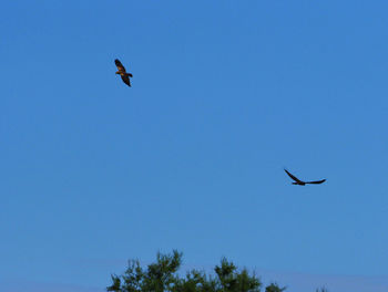 Low angle view of bird flying in sky